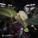 Anthurium carlablackiae x 'Wuhoo's First Night'