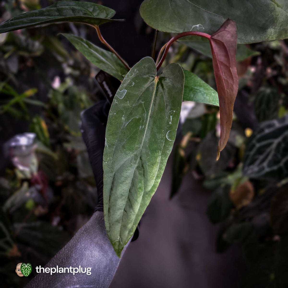 Anthurium [(carla x dress 'RG') x pap 'RL' s1] '2' x [pap 'FS' x antolakii]