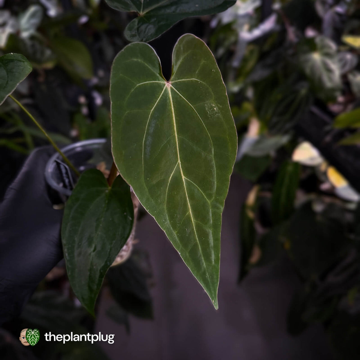 Anthurium #BlackBasilisk