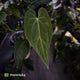 Anthurium #BlackBasilisk