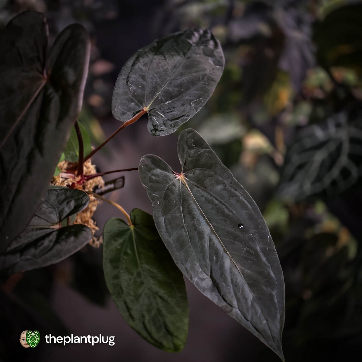 Anthurium [(carla x dress) x pap 'RL' s1] '2' x [pap 'FS' x antolakii] • select