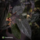 Anthurium [(carla x dress) x pap 'RL' s1] '2' x [pap 'FS' x antolakii] • select