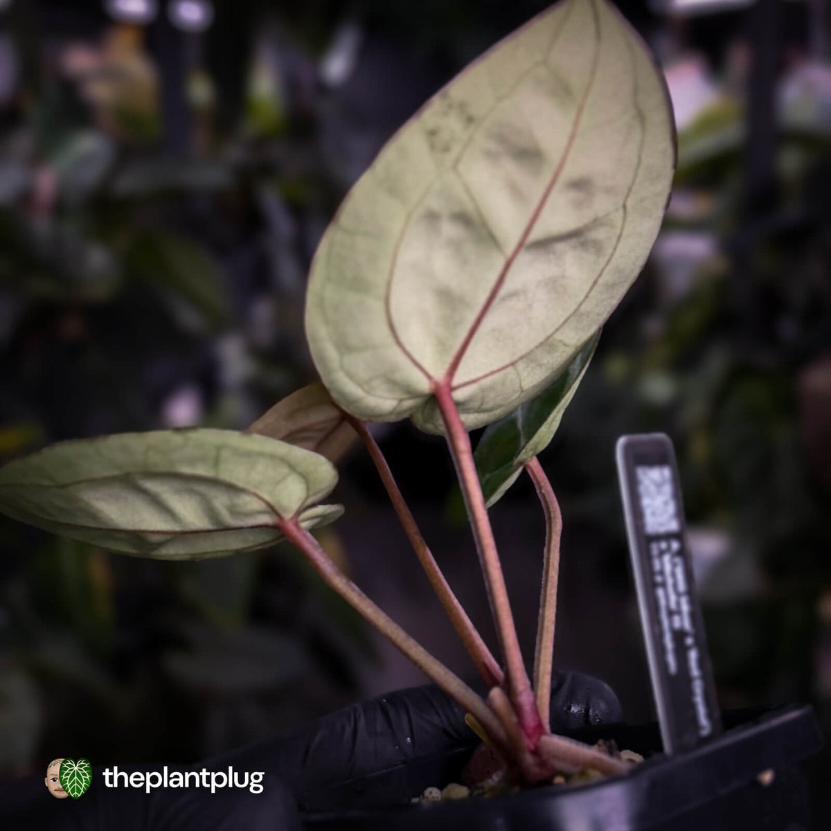 Anthurium ('SKG Silver' x 'Red Crystal') x ('Michelle' f2)