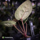 Anthurium ('SKG Silver' x 'Red Crystal') x ('Michelle' f2)