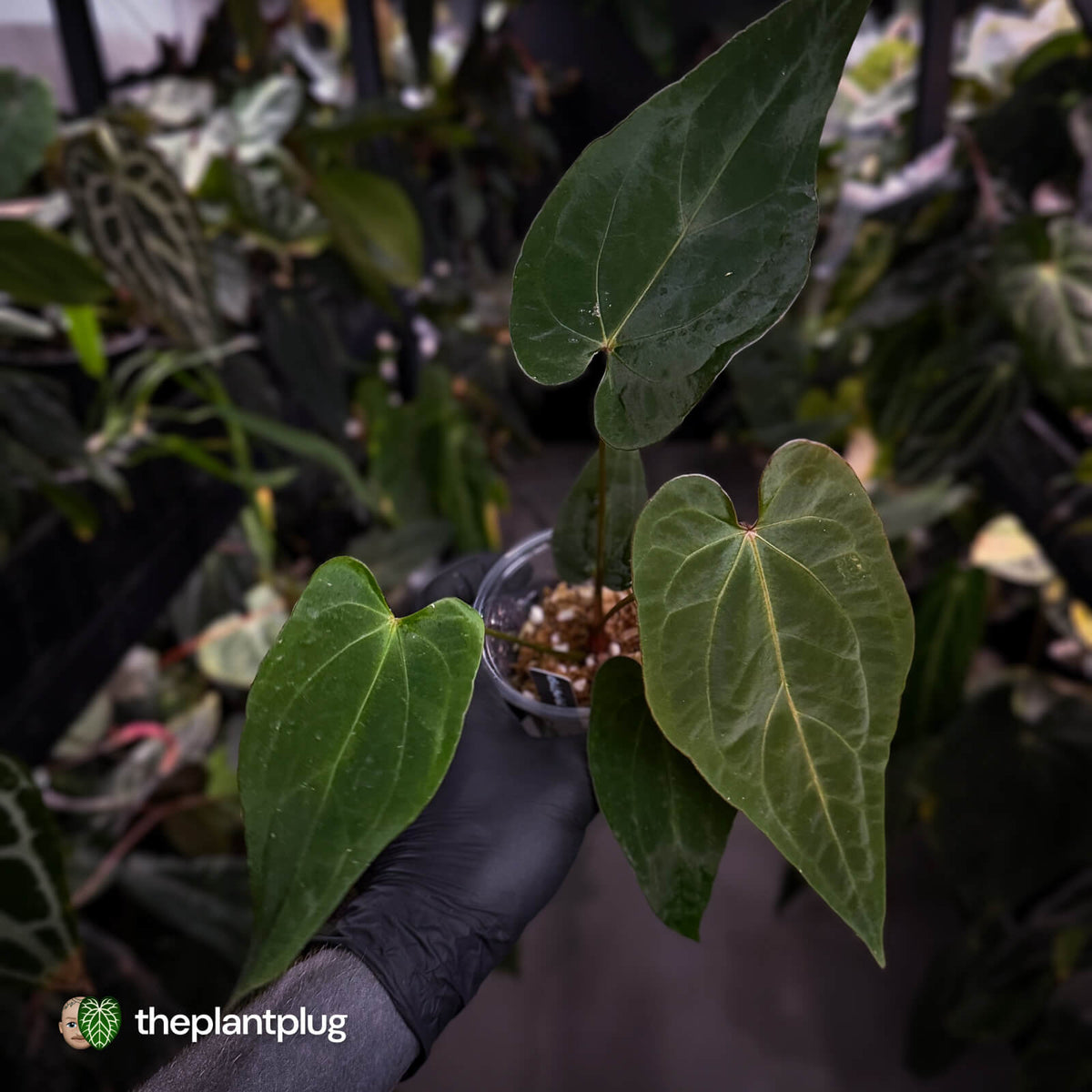 Anthurium #BlackBasilisk