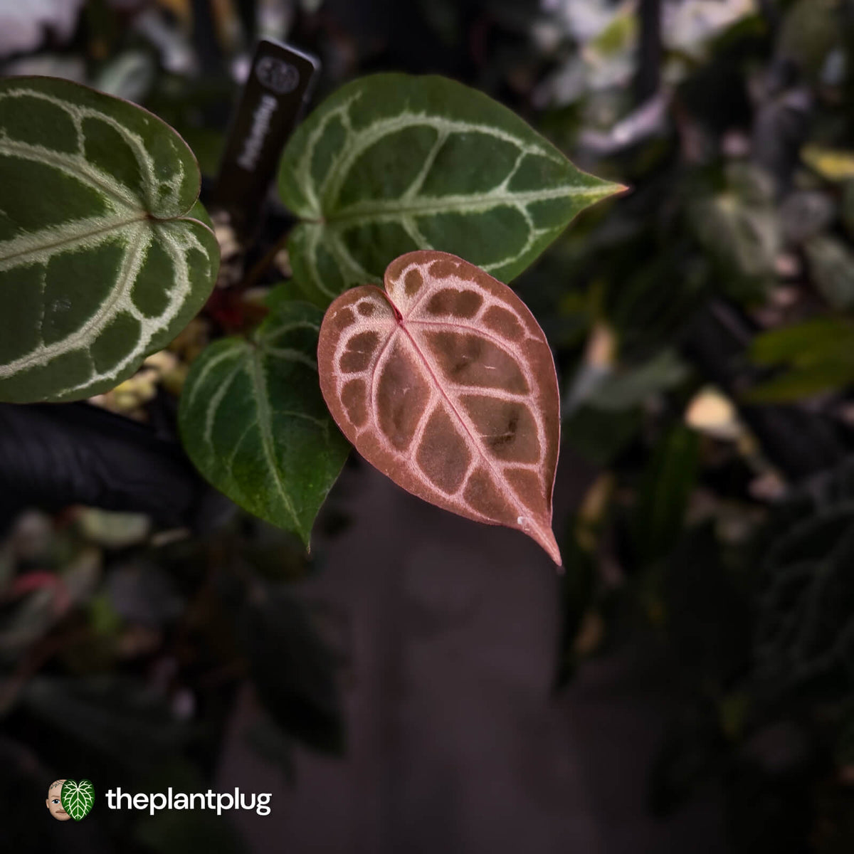 Anthurium ('SKG Silver' x 'Red Crystal') x 'Michelle' f2