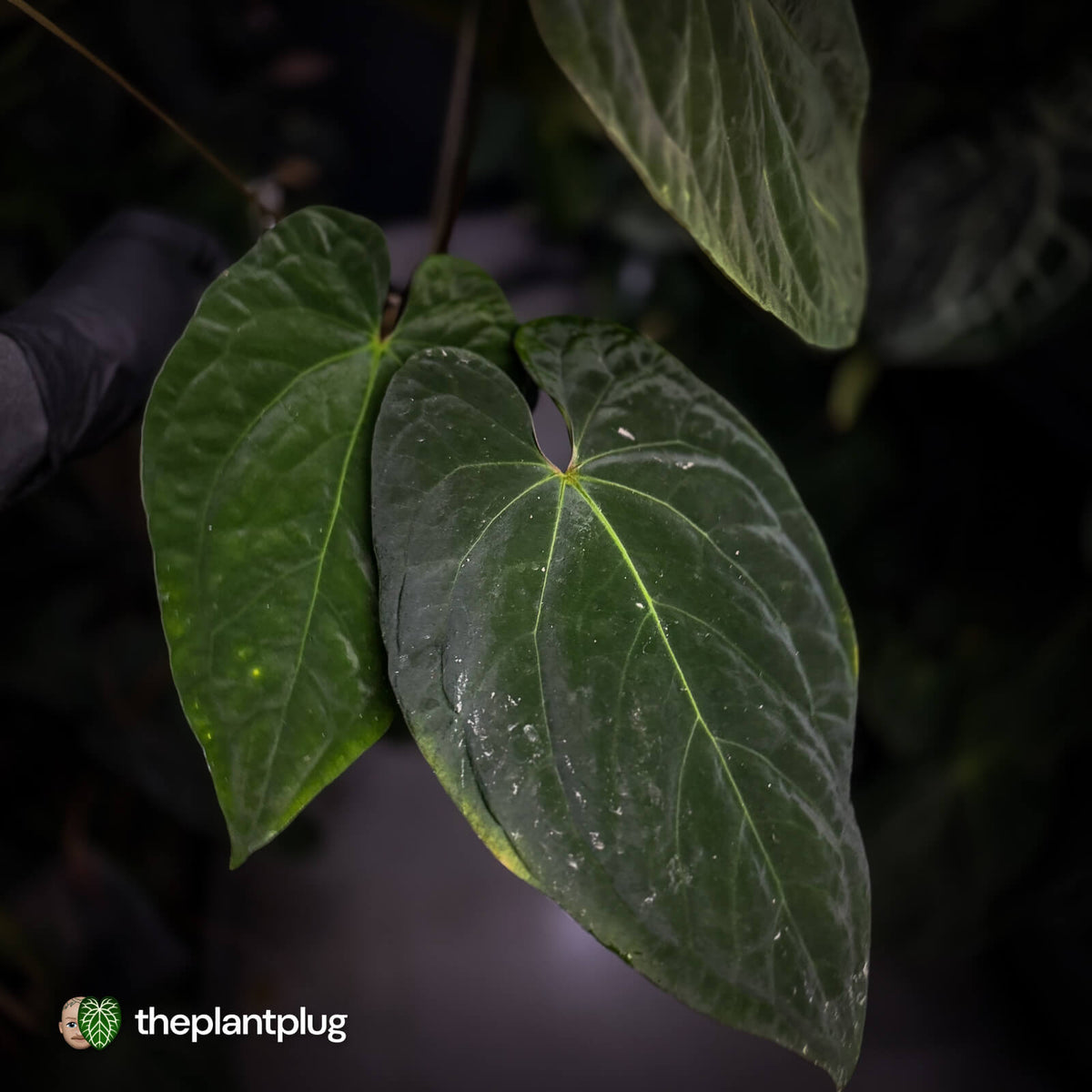 Anthurium (pap x dress, ex. JS) x antolakii ('Round' x 'RA1') • XXL plant