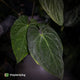 Anthurium (pap x dress, ex. JS) x antolakii ('Round' x 'RA1') • XXL plant