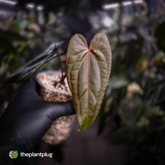 Anthurium 'Deadpool' • mother plant clone