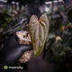 Anthurium 'Deadpool' • mother plant clone