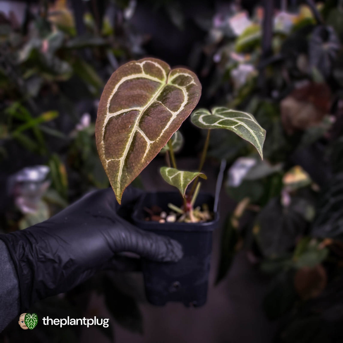 Anthurium 'Big Black Block' x 'Tim's Black'