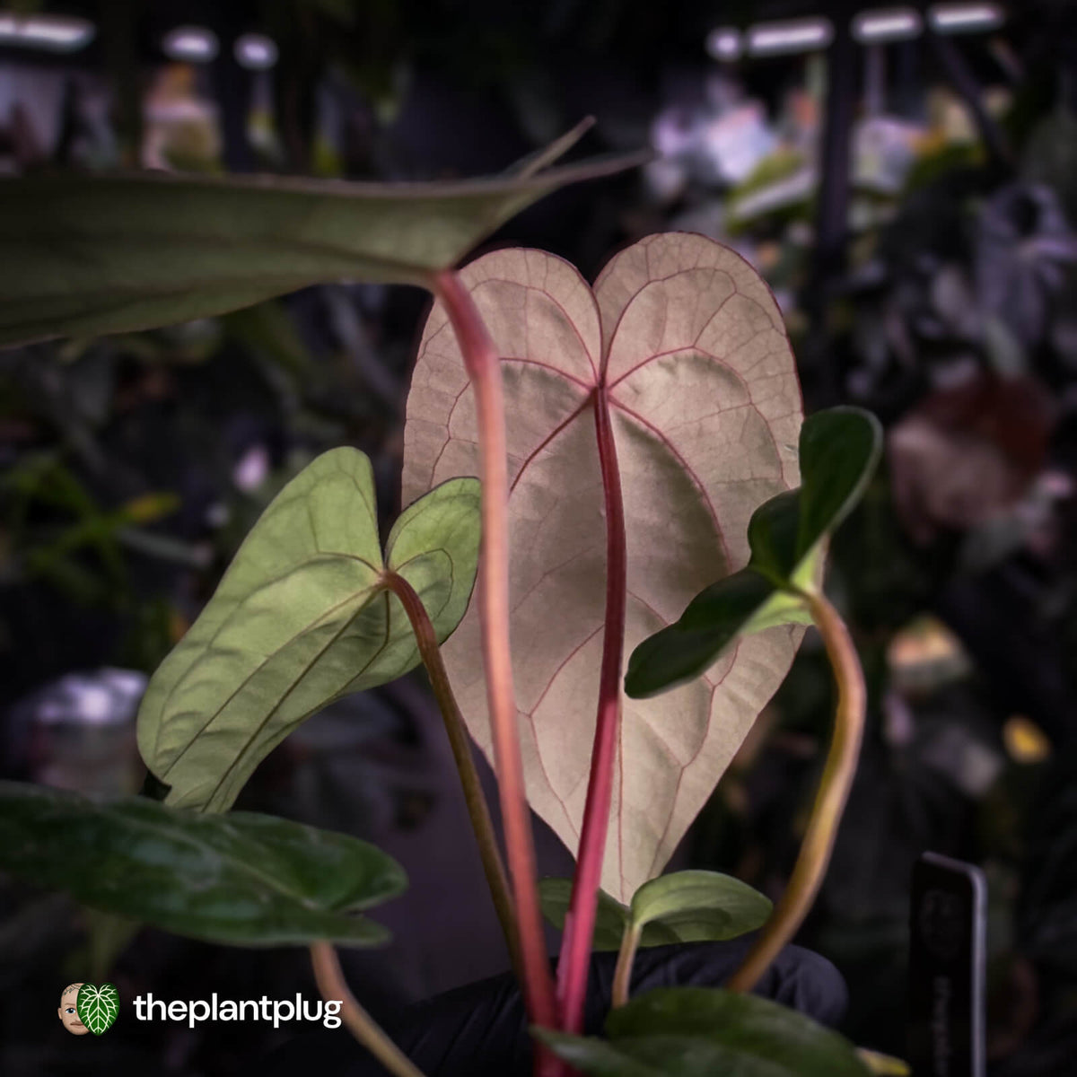 Anthurium carlablackiae ('OG5' x 'RA4') x 'RVDP'