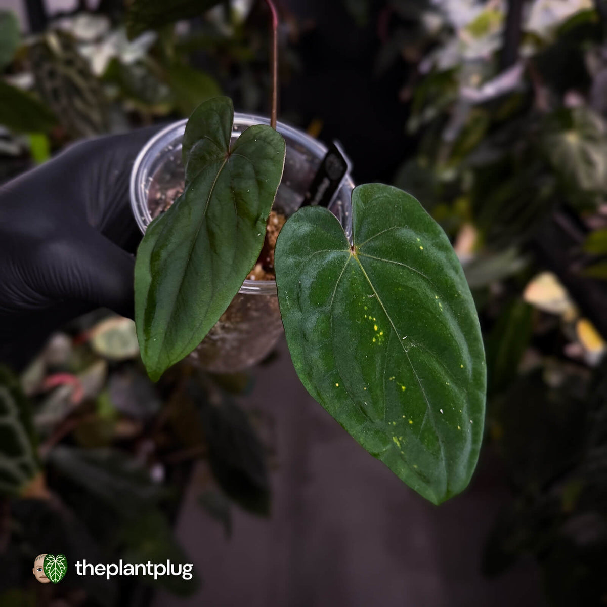 Anthurium #MidnightVelvet 'Deep Ruby'