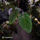Anthurium #MidnightVelvet 'Deep Ruby'