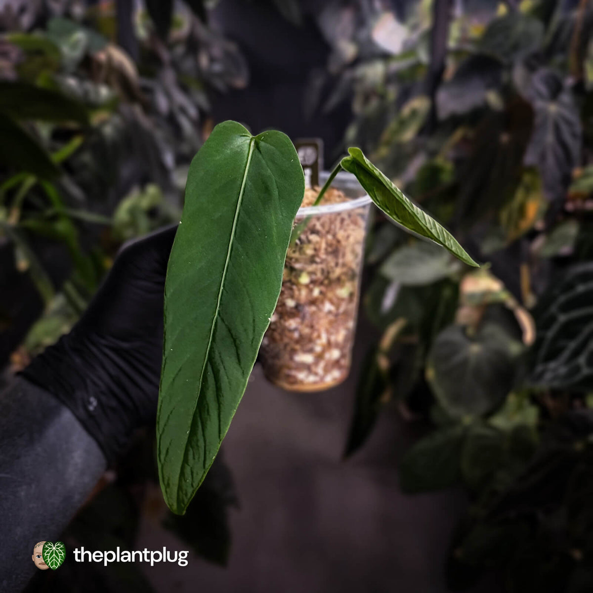 Anthurium panamense