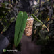 Anthurium panamense
