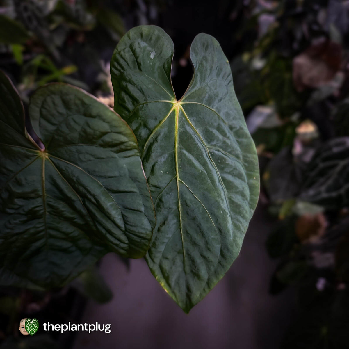 Anthurium ('Midnight Velvet' x pap 'LB') x kunayalense 'TPP1' • select holdback