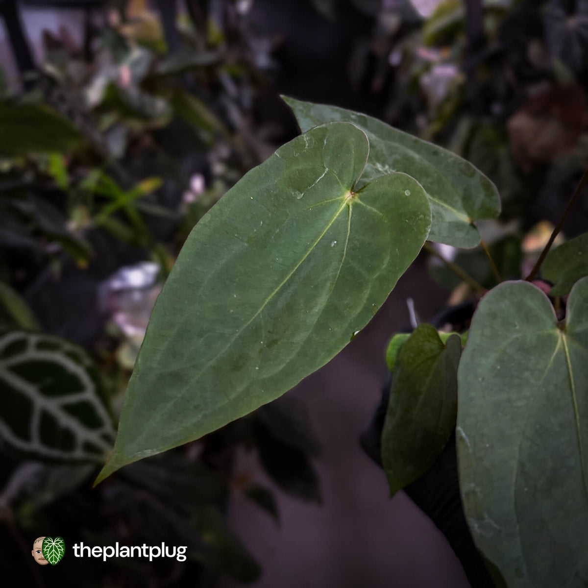 Anthurium antolakii ('Round' x 'RA1') x 'Jayda'