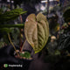 Anthurium 'Speshal' x dressleri (ex. LAS) • holdback