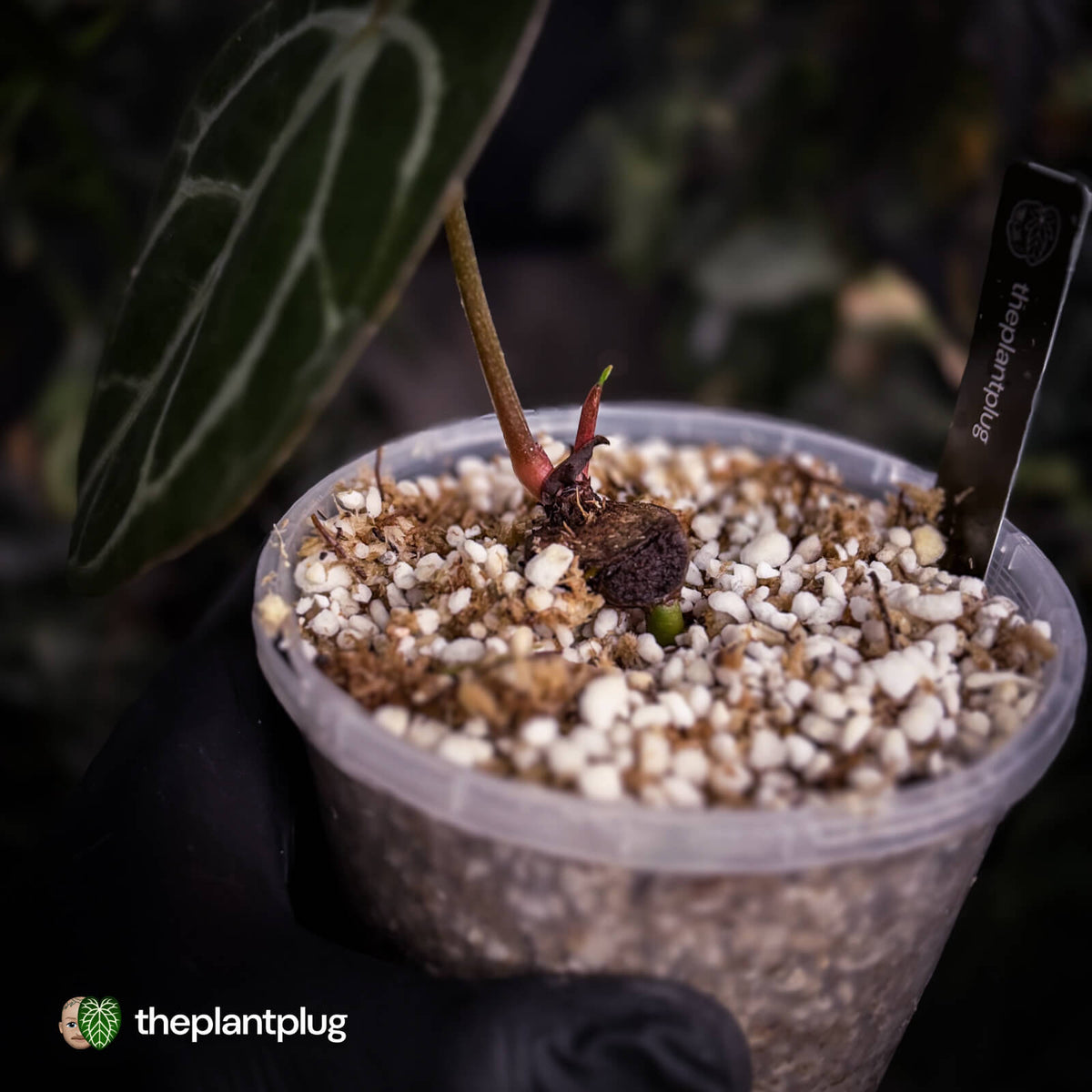 Anthurium carlablackiae 'TPP1'