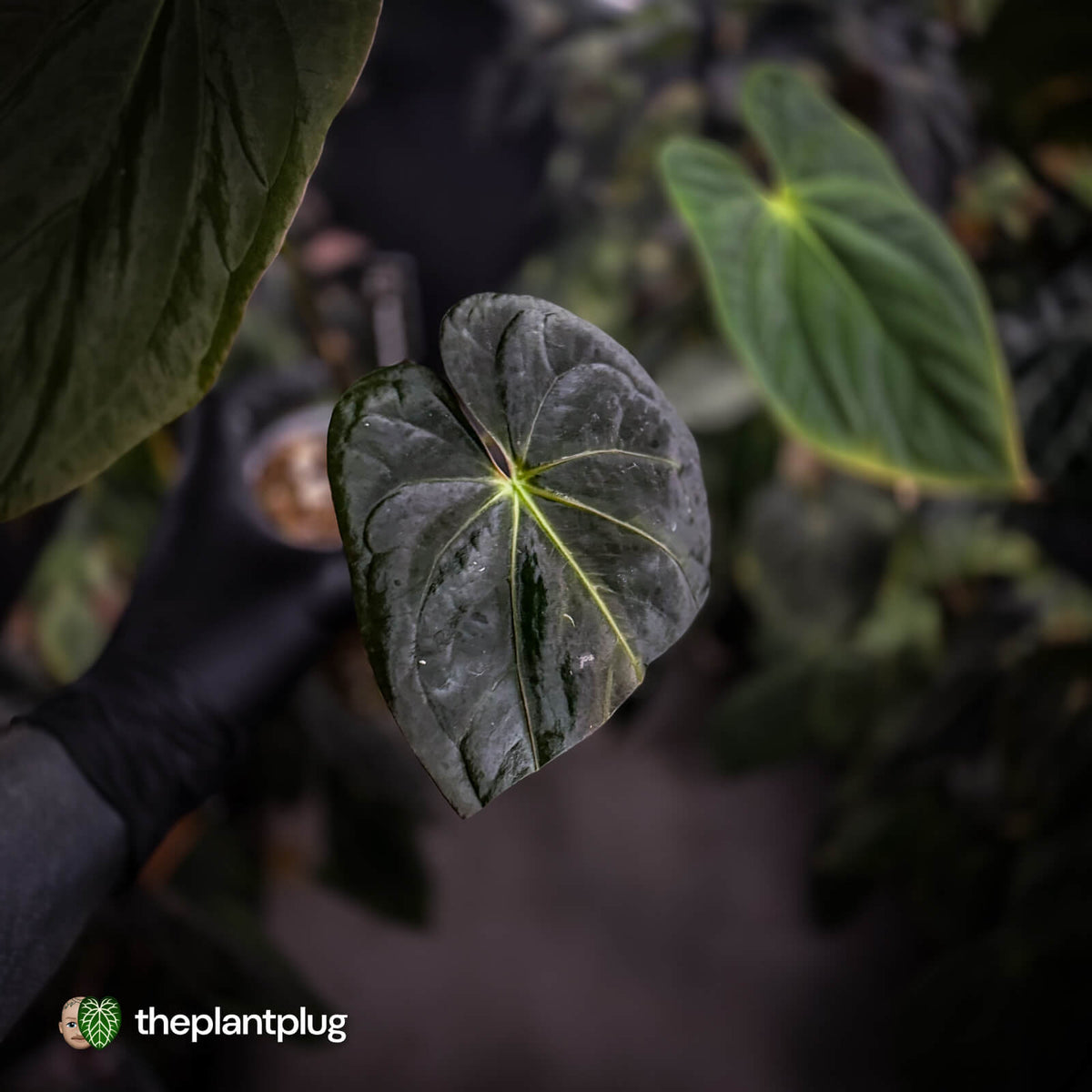 Anthurium (pap x dress, ex. JS) x antolakii ('Round' x 'RA1')
