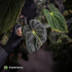 Anthurium (pap x dress, ex. JS) x antolakii ('Round' x 'RA1')