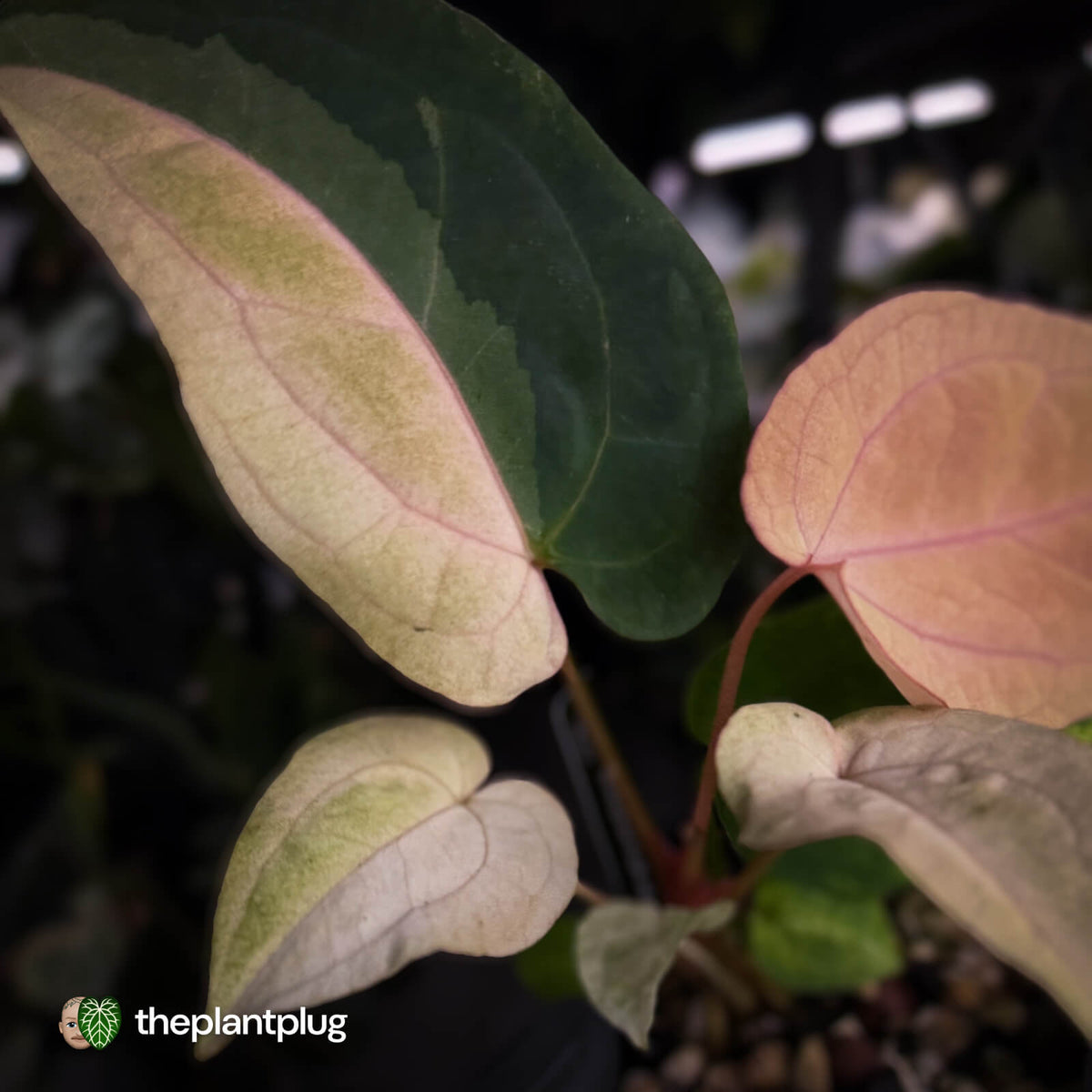 Anthurium 'Dropbear' x 'Jayda' • pastel variegated • pink veins