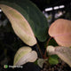Anthurium 'Dropbear' x 'Jayda' • pastel variegated • pink veins