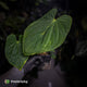Anthurium kunayalense 'TPP1' x antolakii ('Round' x 'RA1') • holdback