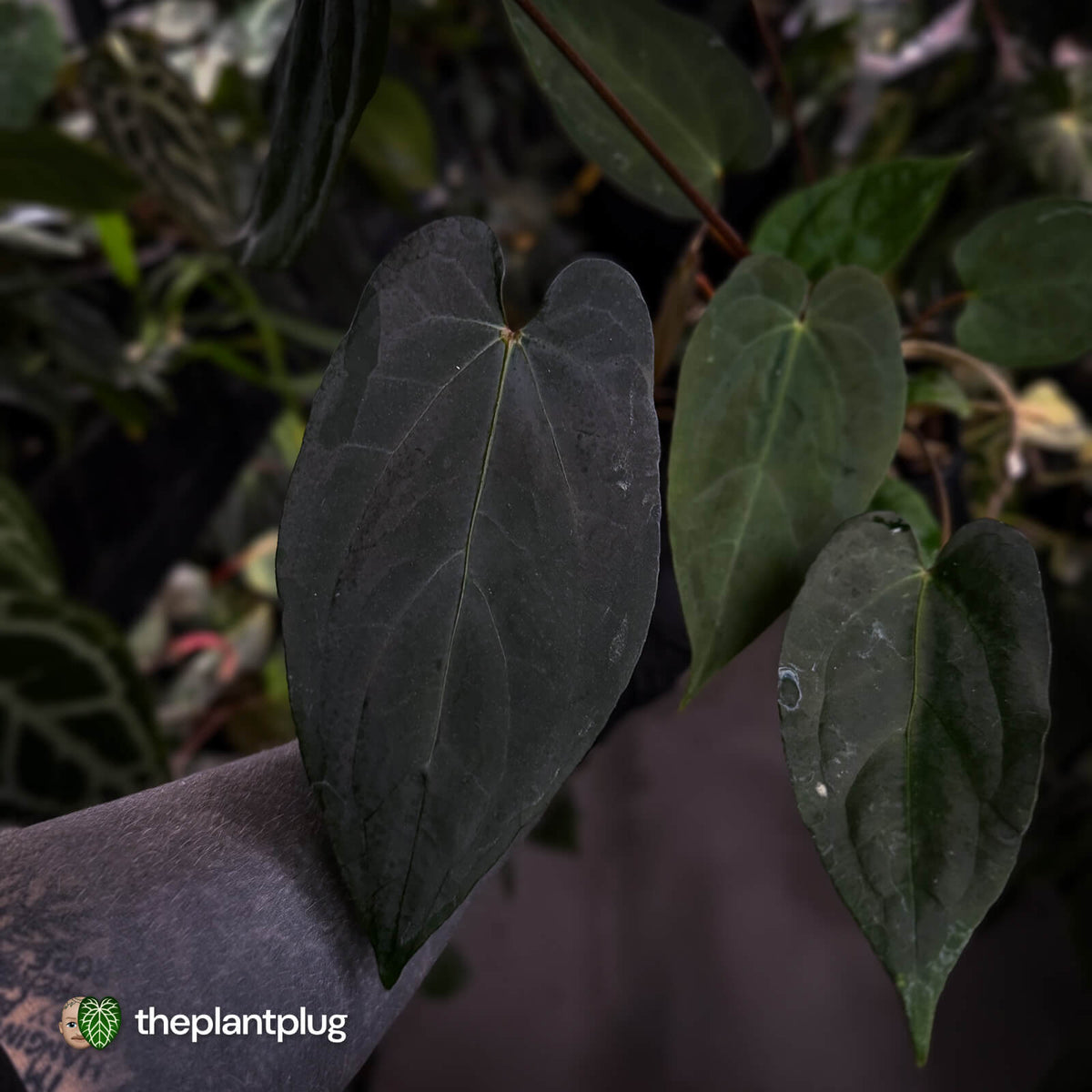 Anthurium 'Deadpool' x #VolcanicAsh • DARK!