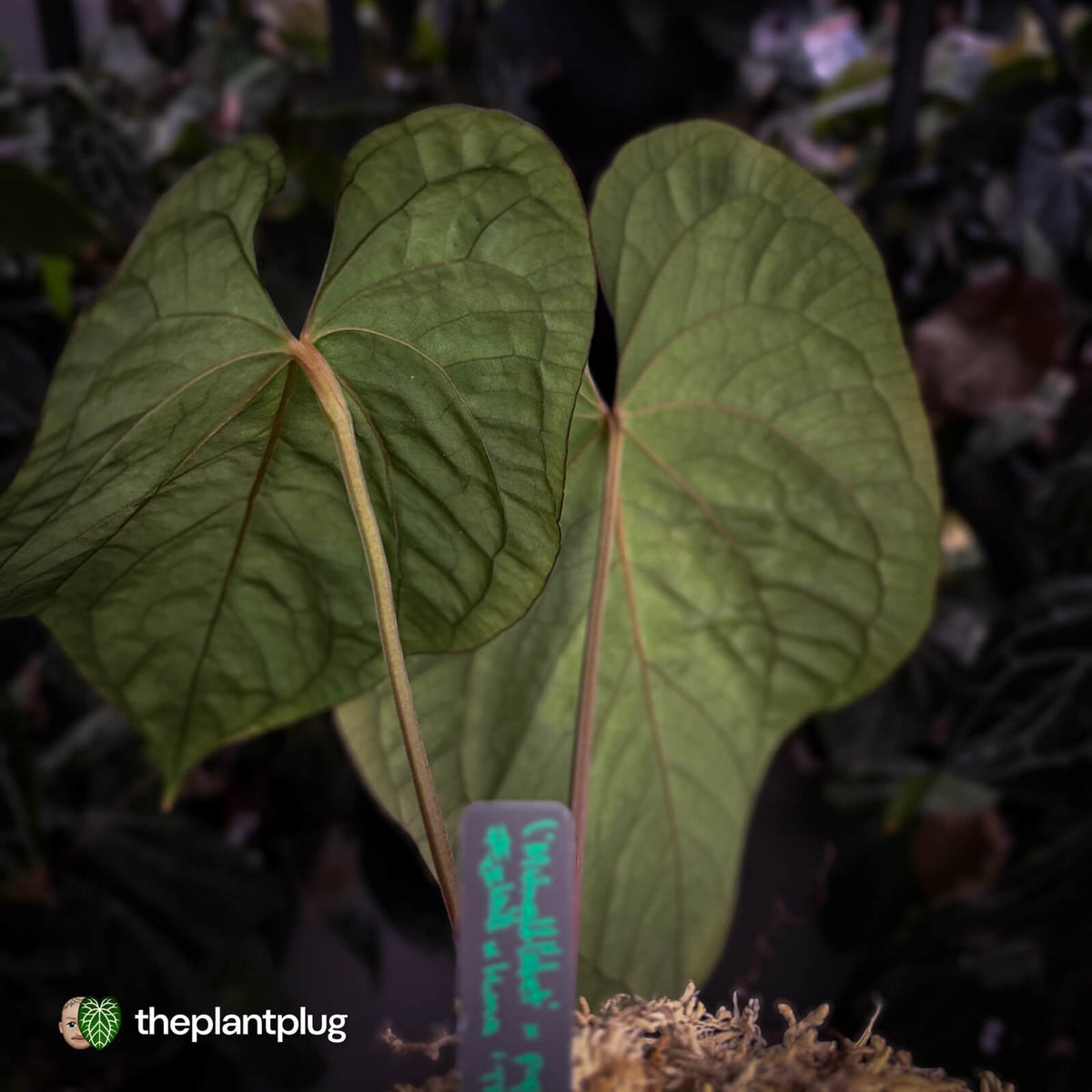 Anthurium ('Midnight Velvet' x pap 'LB') x kunayalense 'TPP1' • select holdback