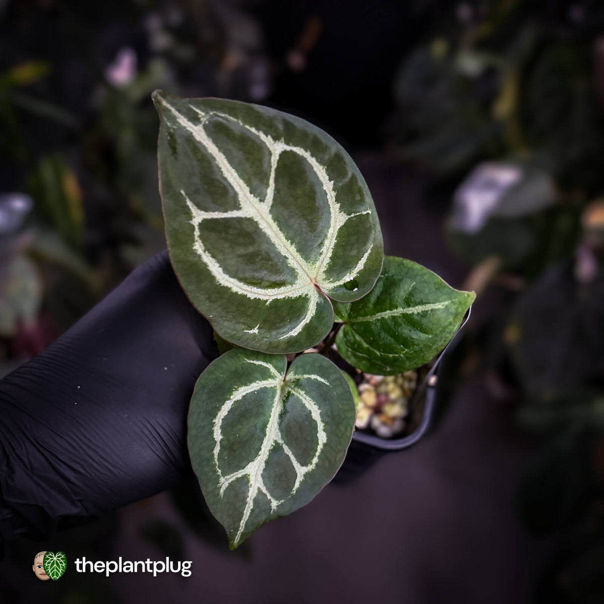 Anthurium crystallinum aff 'Cape Oasis' f2 x 'Michelle' f2