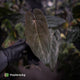 Anthurium [(carla x dress) x pap 'RL' s1] '2' x [pap 'FS' x antolakii] • select
