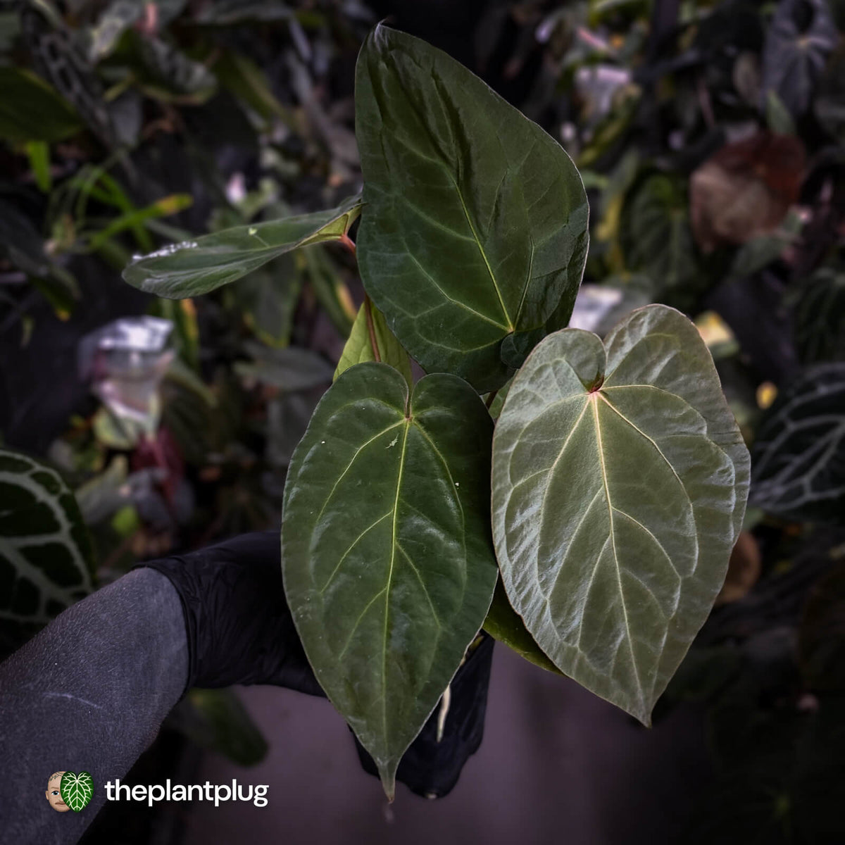 Anthurium 'Dropbear' x 'Jayda'