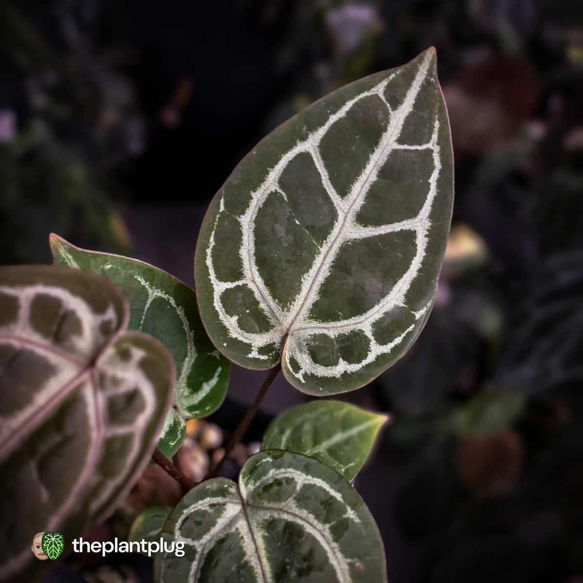 Anthurium ('SKG Silver' x 'Red Crystal') x ('Michelle' f2)