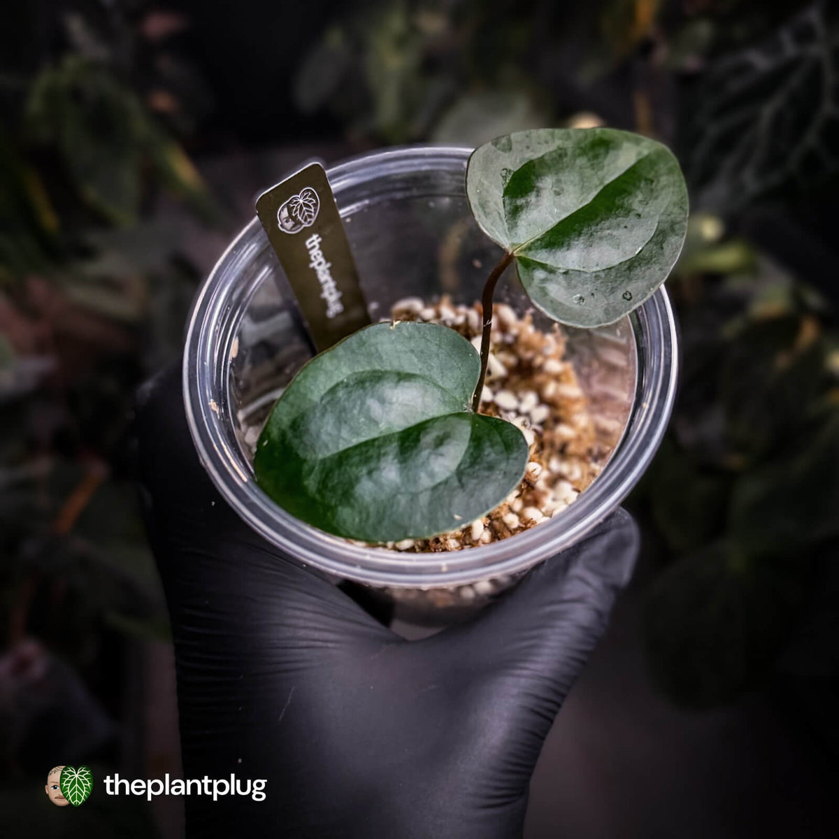 Anthurium 'Ace of Spades df' (ex. SKG)