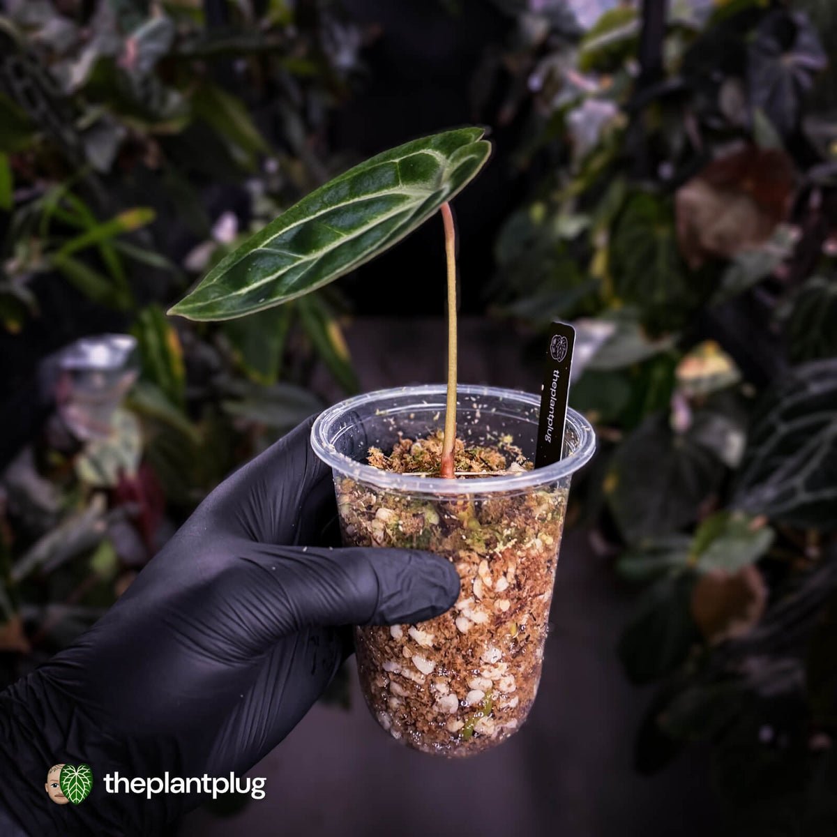 Anthurium besseae aff