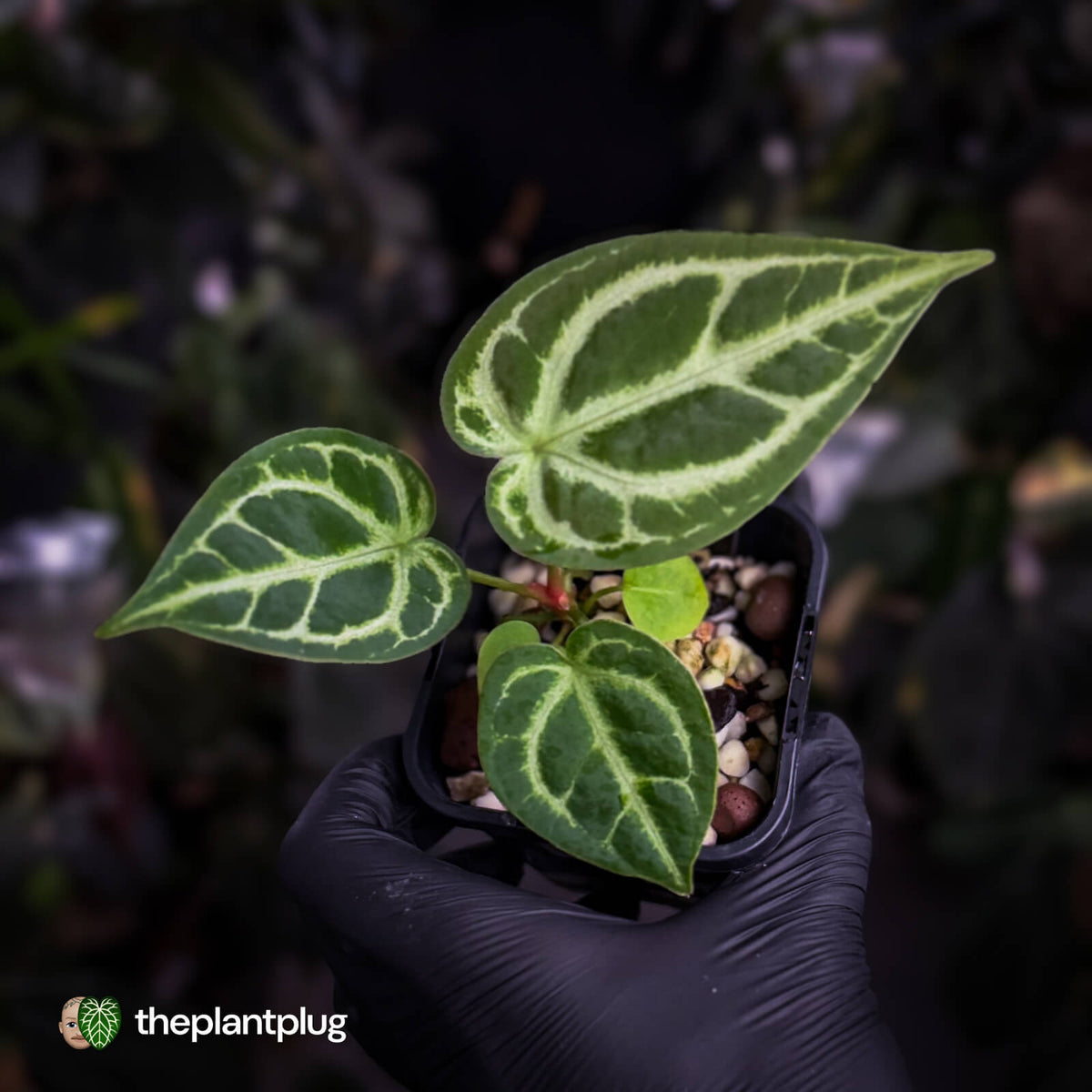 Anthurium 'Silver Sad' x 'Diamond Forgetii'