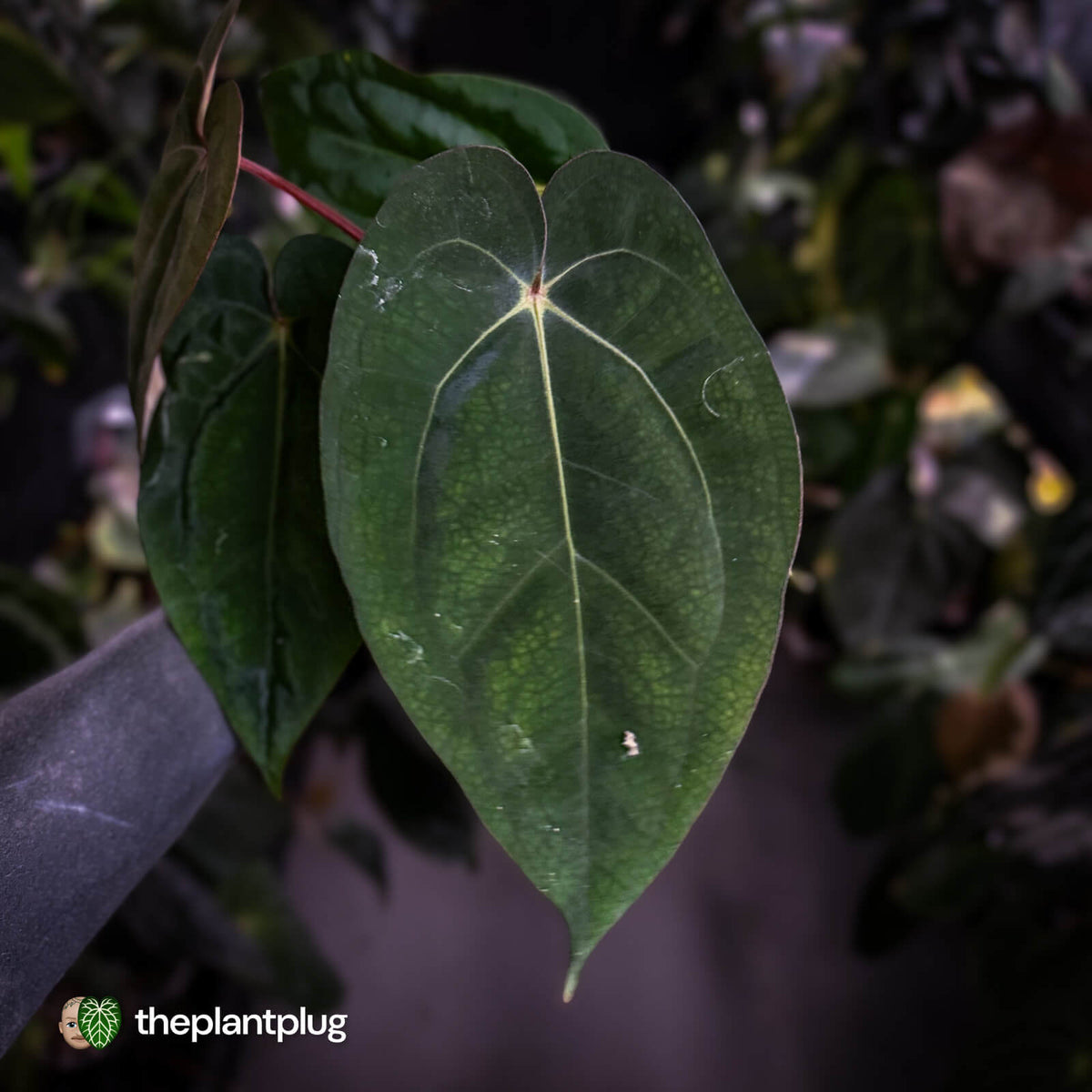 Anthurium carlablackiae ('OG5' x 'RA4') x 'RVDP'