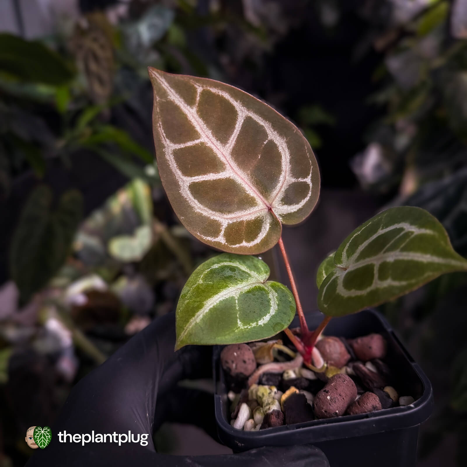 安*品様 Anthurium Zara × “SKG Sliver × RC” Anthurium ('SKG Silver' x 'RC') x ('Michelle' f2) – The Plant Plug