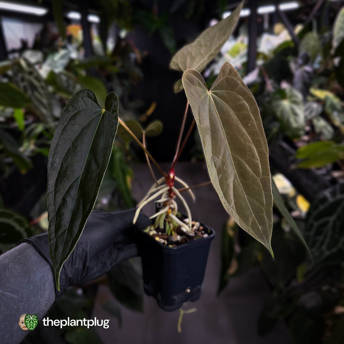 Anthurium 'Michelin Man' x (papillilaminum x luxurians)