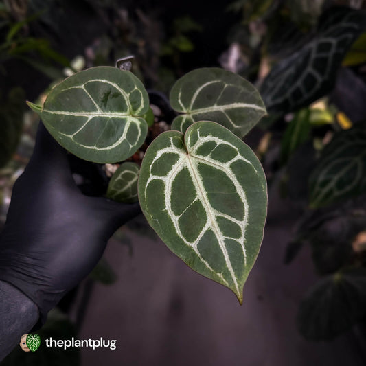 Anthurium aff. crystallinum (ex. Cape Oasis) x 'Michelle'