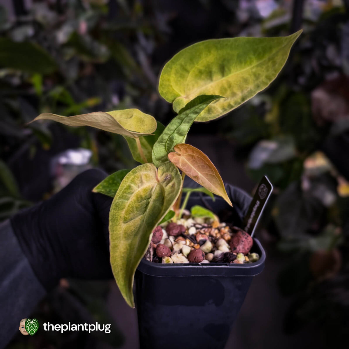 Anthurium 'Dropbear' x 'Jayda' • variegated