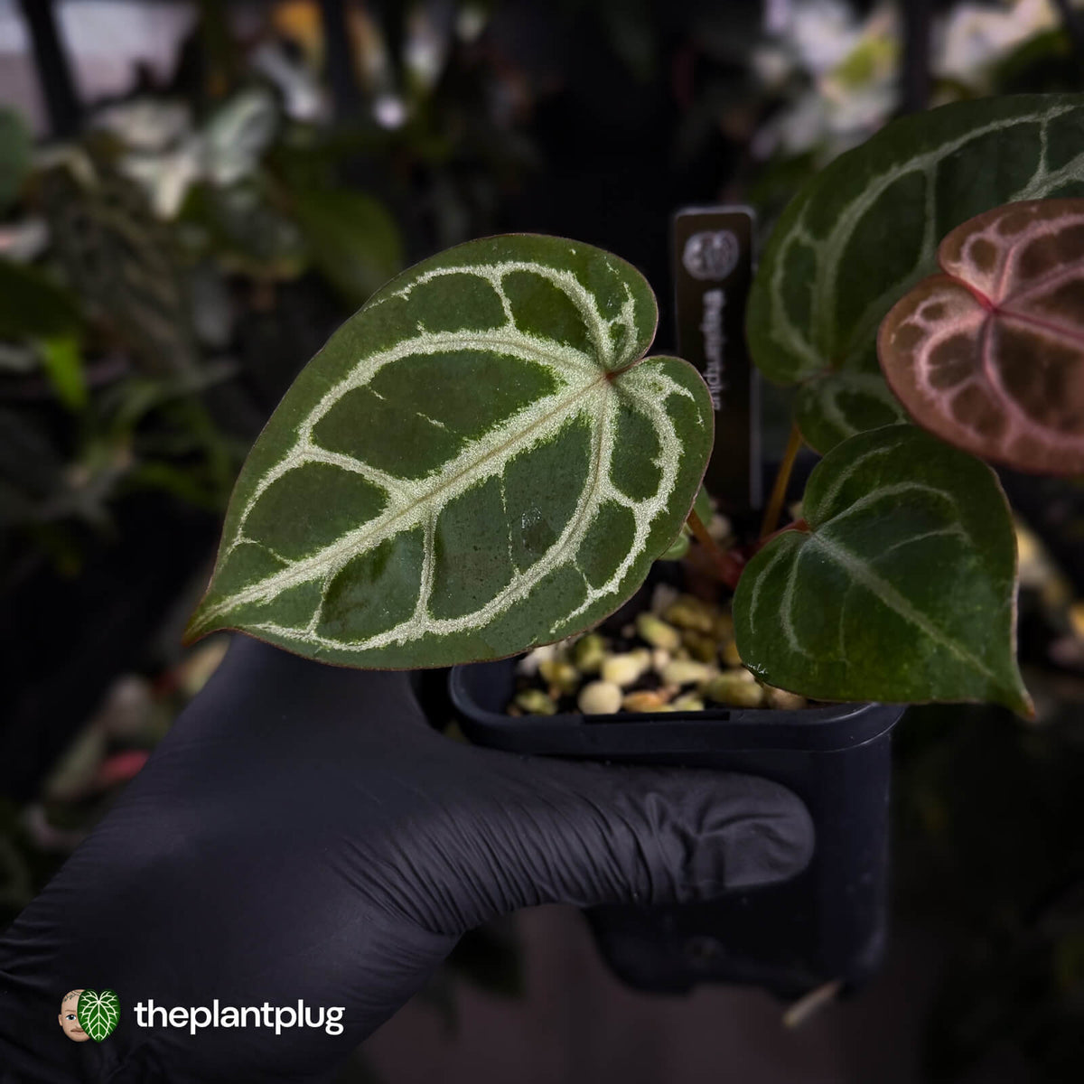 Anthurium ('SKG Silver' x 'Red Crystal') x 'Michelle' f2