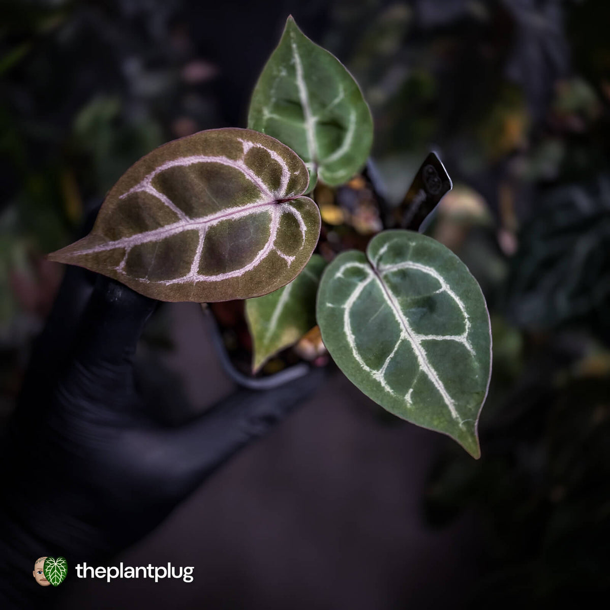 Anthurium 'Red Crystal' (ex. Tezula) x 'Michelle' f2 • PURPLE EMERGENTS + VEINS