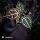 Anthurium 'Red Crystal' (ex. Tezula) x 'Michelle' f2 • PURPLE EMERGENTS + VEINS