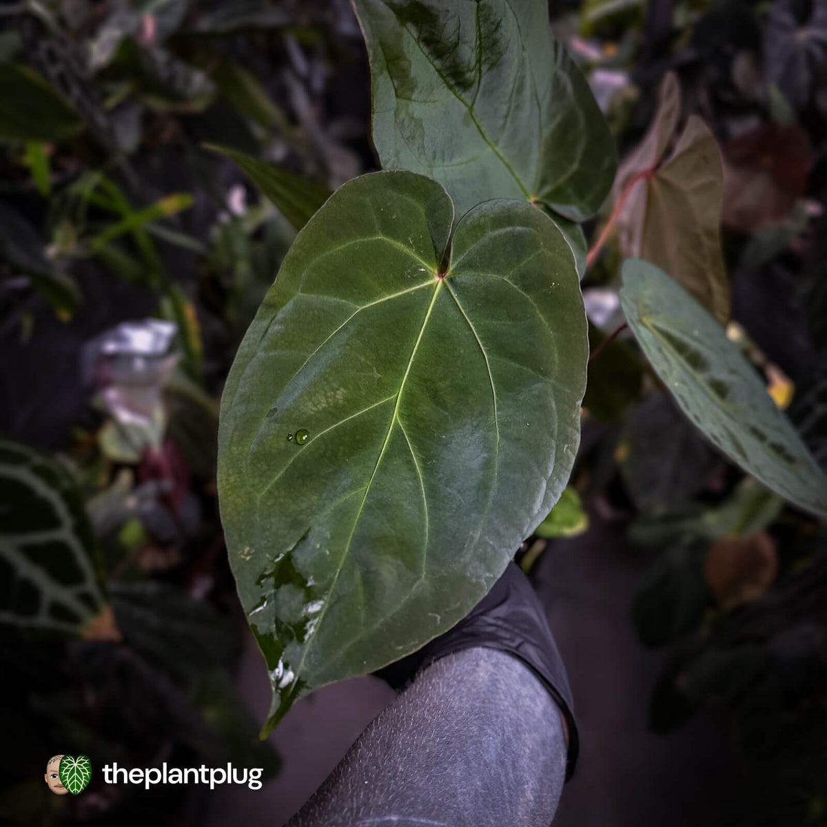 Anthurium 'Dropbear' x 'Jayda'