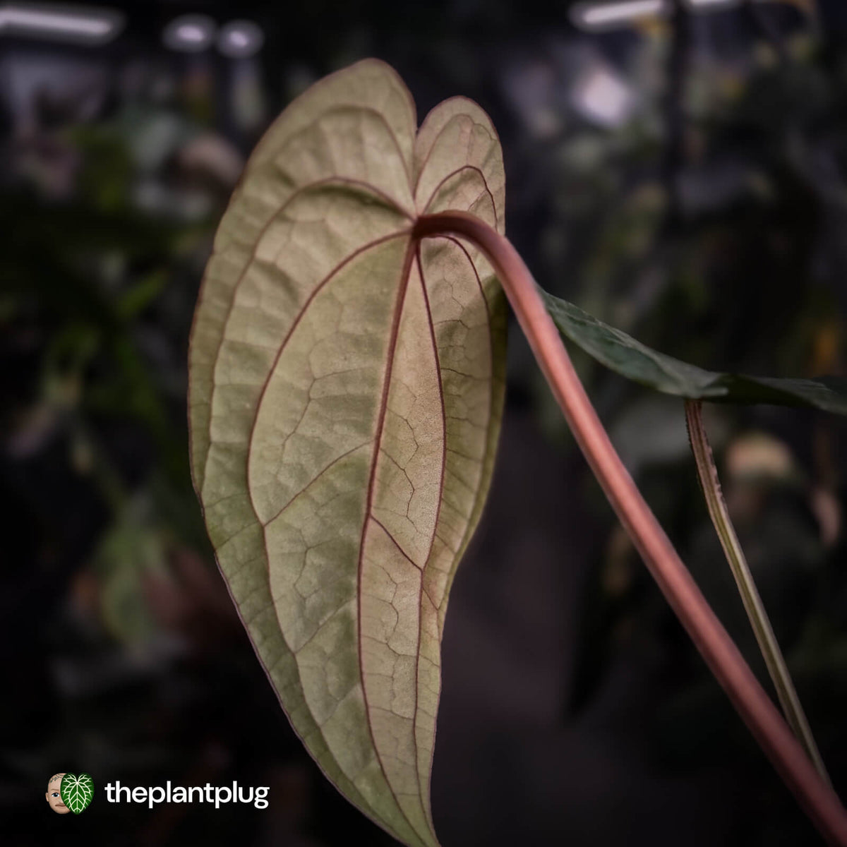 Anthurium 'Speshal' x dressleri (ex. LAS) • holdback