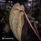Anthurium 'Speshal' x dressleri (ex. LAS) • holdback