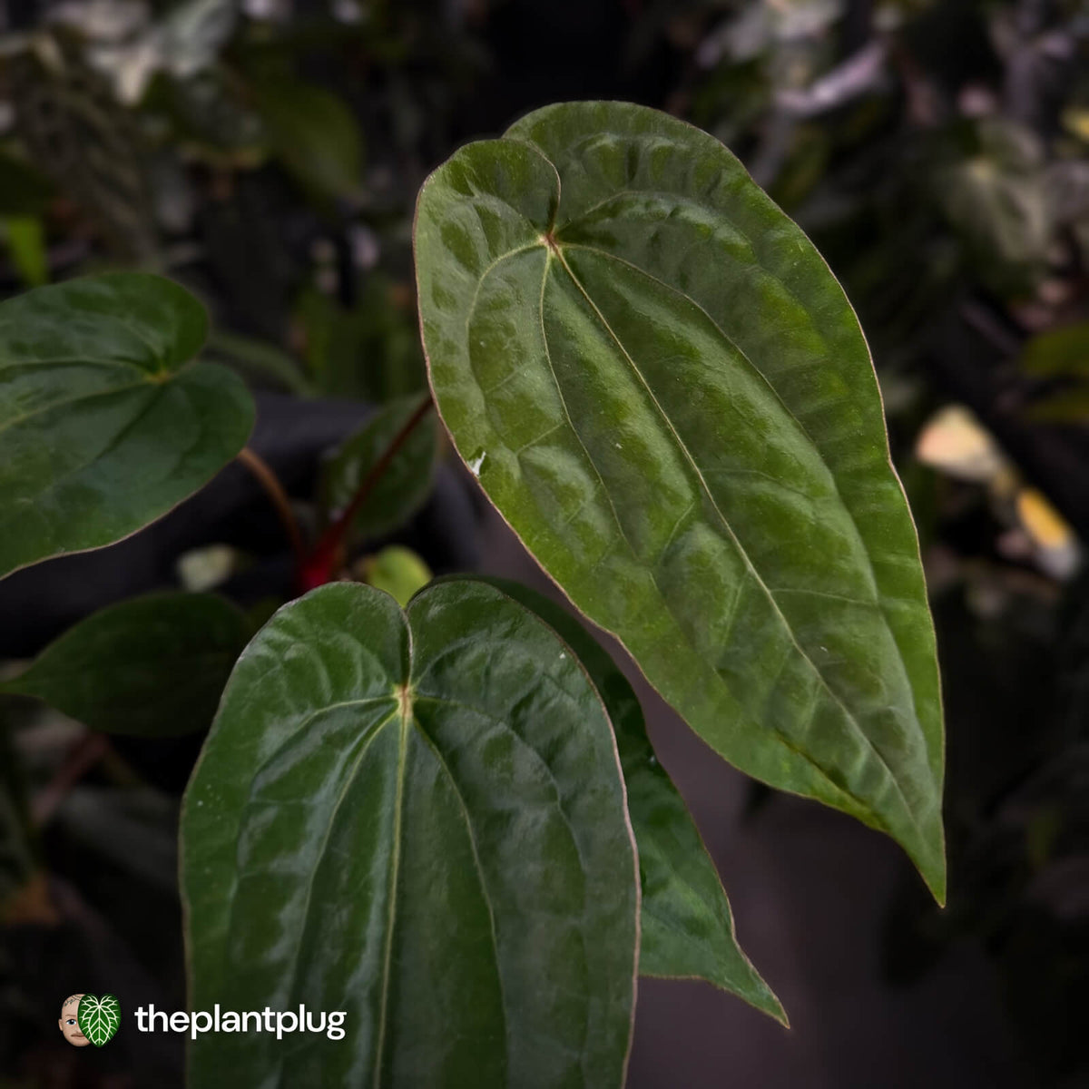 Anthurium #VolcanicAsh x (dressleri x #ReverseBlackCherry)